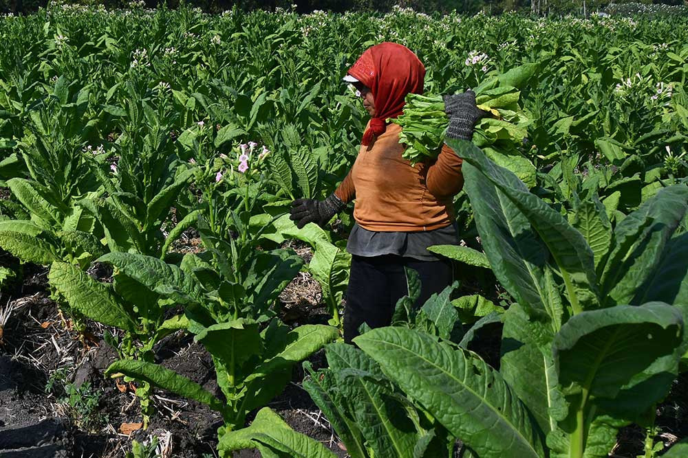 Indonesia Tobacco (ITIC) Lampaui Pendapatan Rp229,89 Miliar, Turun 5,42% di Kuartal III/2025