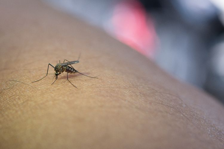 Mengenal Malaria: Penyakit dari Gigitan Nyamuk dengan Gejala Demam dan Menggigil
