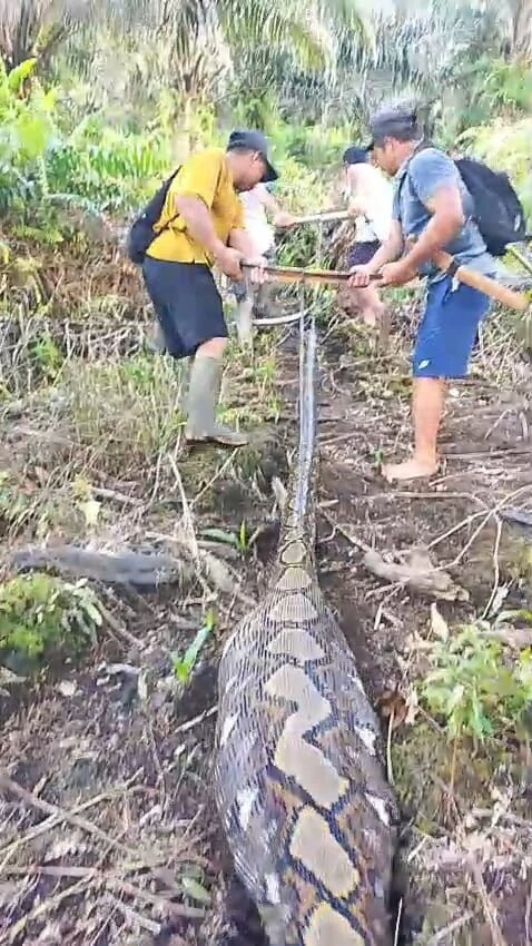 Kalbar Sepekan: Ular Piton Telan Sapi; Pemuda Bobol Rumah Warga