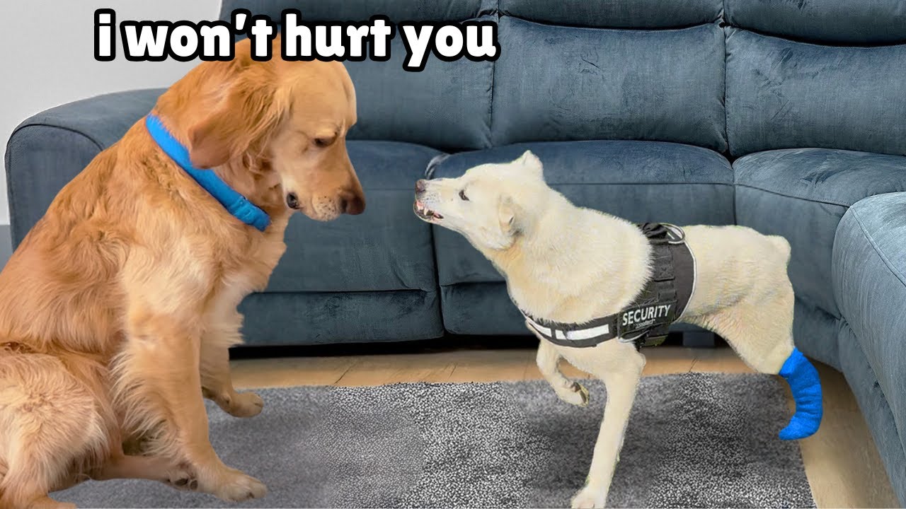 Golden Retriever’s Gentle Approach to an Anxious Injured Rescue Puppy - Removing Skin Irritations From Golden Retriever