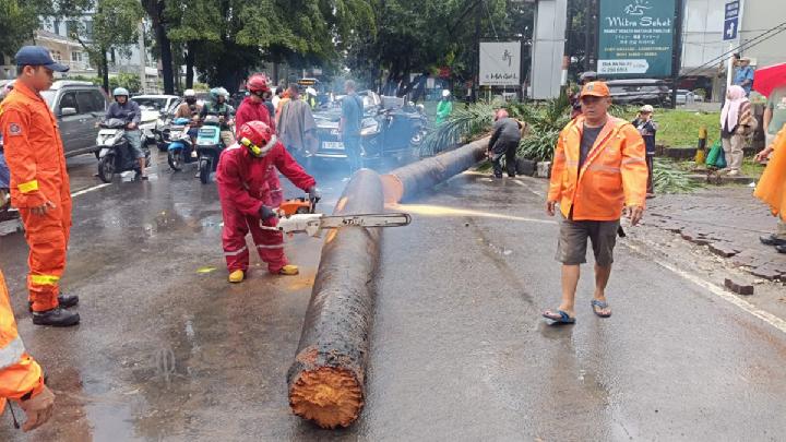 Pengemudi Lexus Tewas Tertimpa Pohon di Pondok Indah