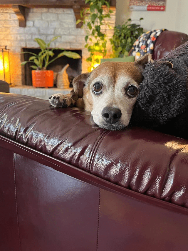23 Heart-Melting ‘Puppy Eyes’ Pics so Pawdorable You Might Actually Cry
