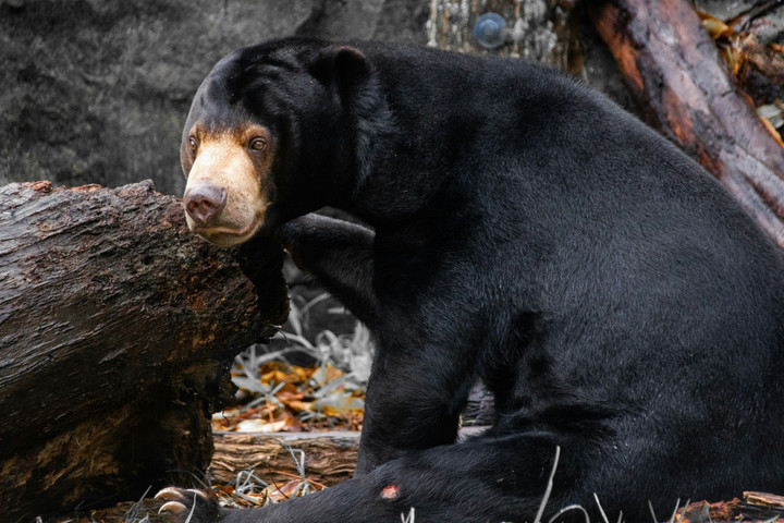 Beruang Madu Indonesia: Habitat Menyempit, Ancaman Meningkat - Info Malang Raya AA1Pejg3 - Info Malang Raya