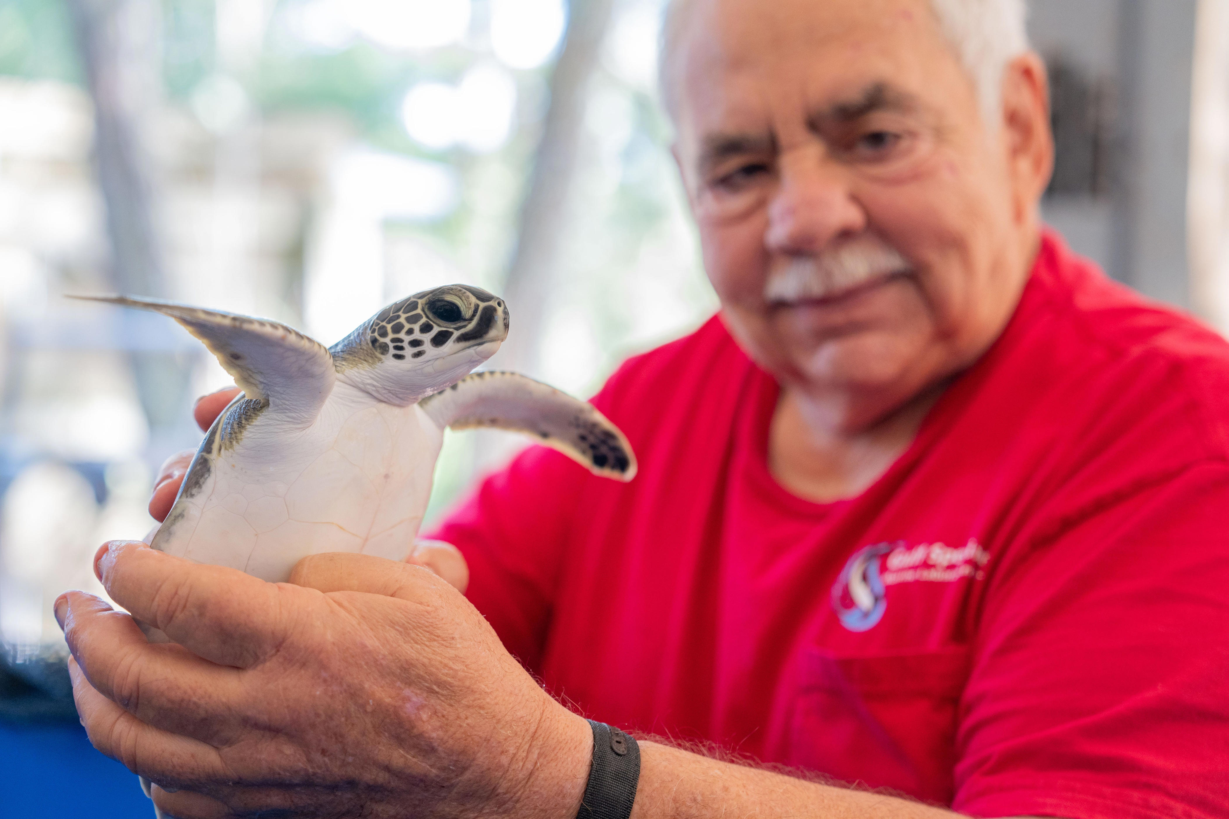 Jack Rudloe keeps dreams alive with turtle rehab, new seaweed crop at ...