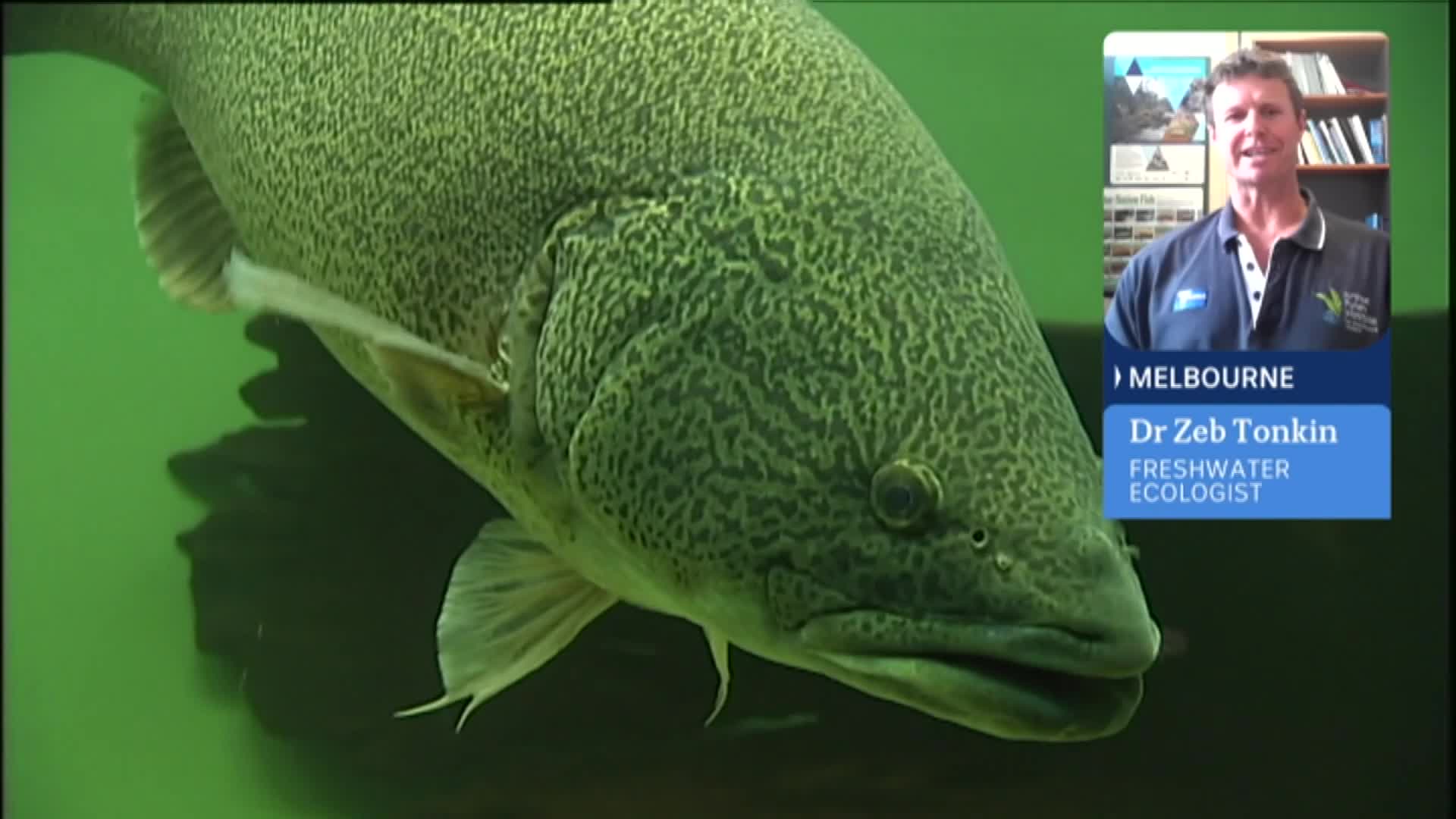 Murray cod tracked swimming 900km along Australia’s biggest river