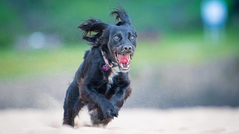 Cocker Rage: Why Some Cocker Spaniels Suddenly Bite