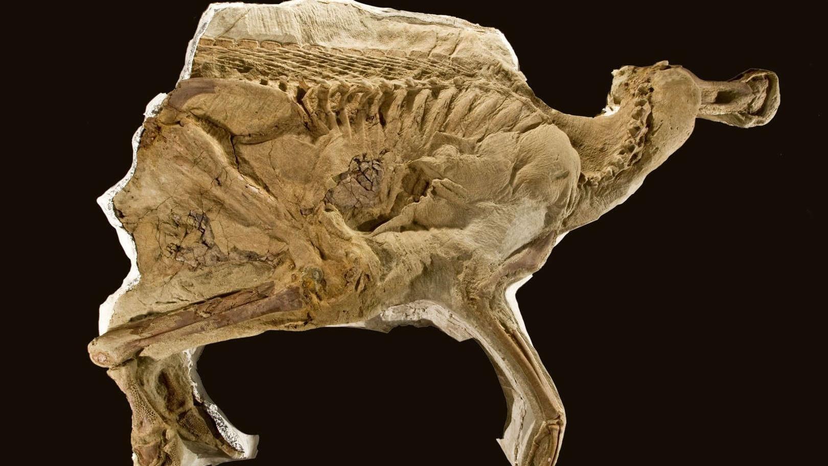 The 5 most beautiful fossils ever discovered
