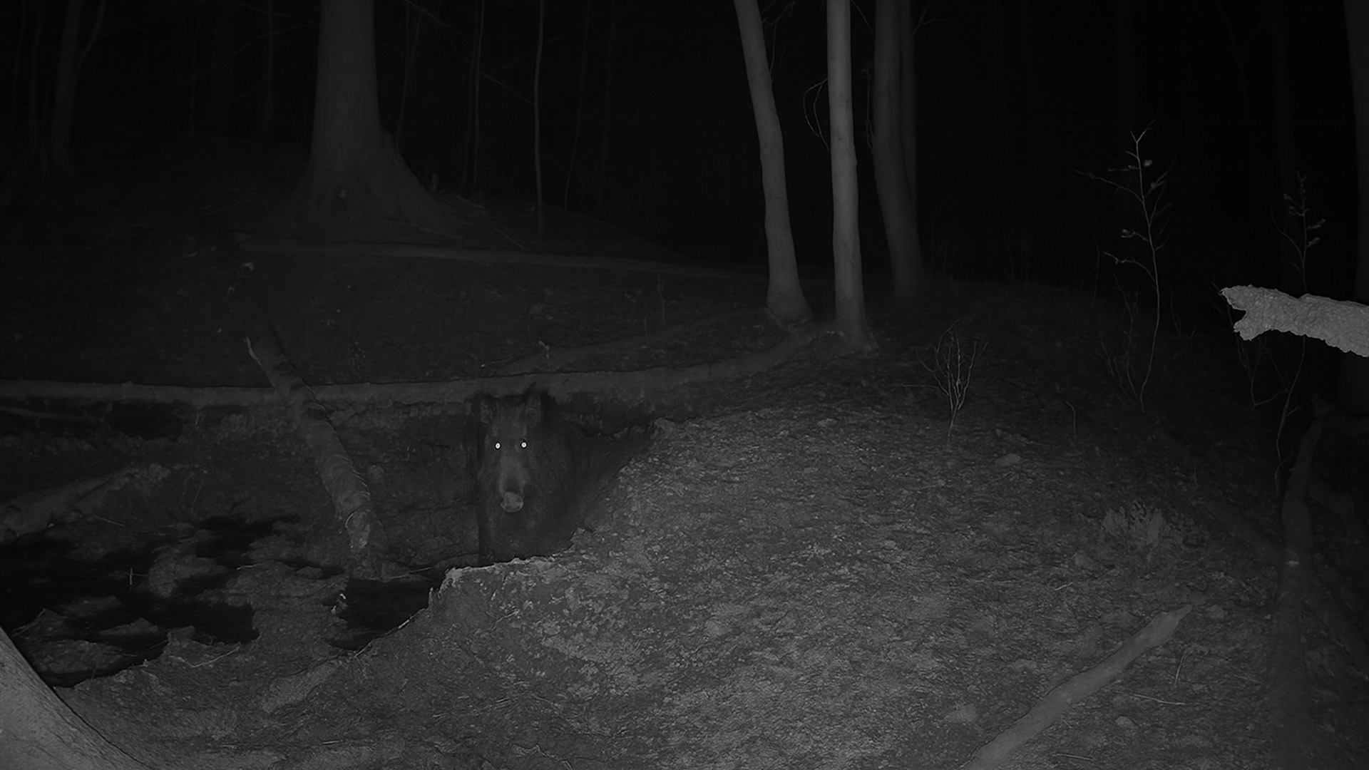 Beelden van een wildcamera aan de ruige oever van de rivier