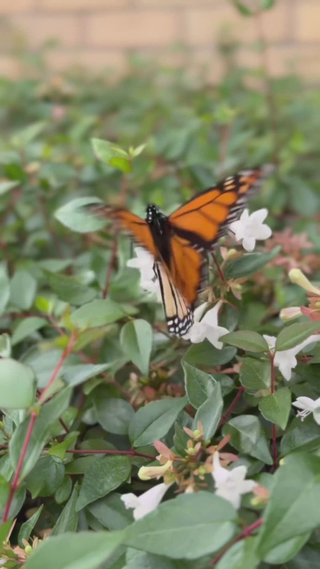 It’s that time of year! Monarch butterflies flutter through Dallas for ...