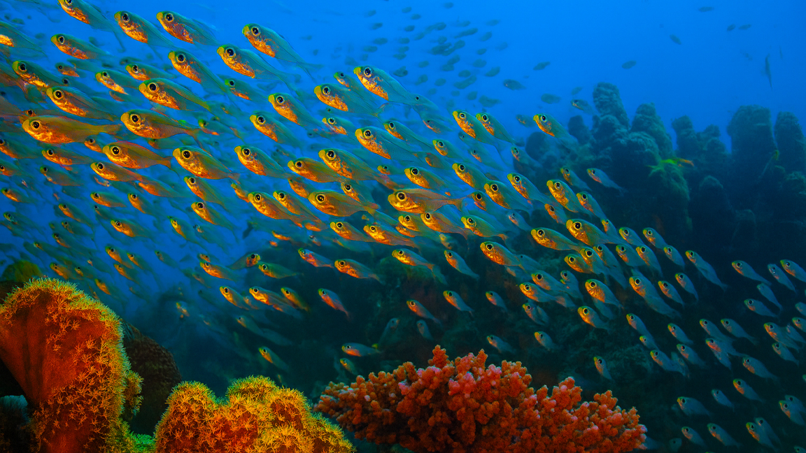 Cinematic Coral Reef Beauty of the Ocean