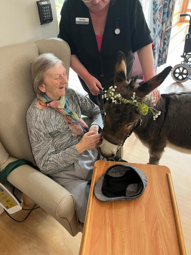 Donkeys Visit Larne Care Centre