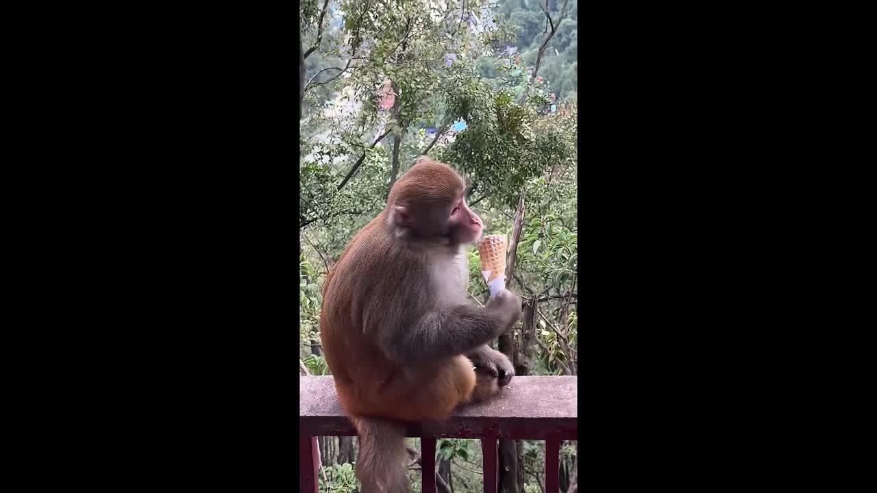 Distraught toddler in tears as monkey snatches ice cream and eats it in ...