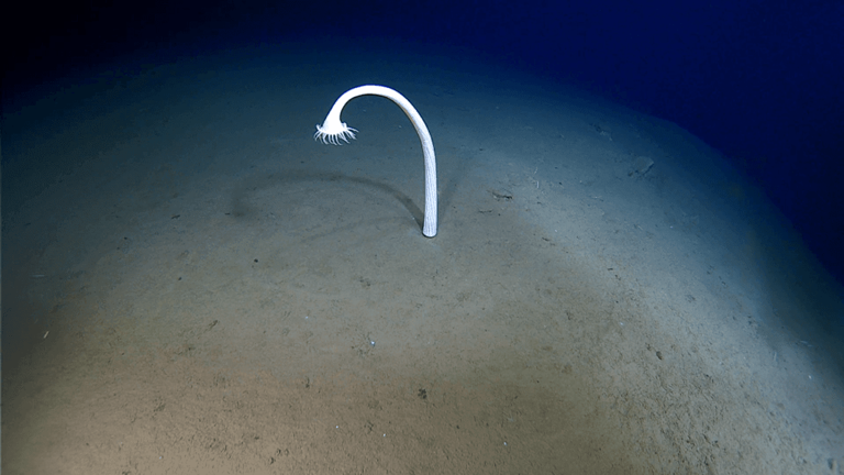 Scientists Explored Some Of The Deepest Parts Of The Ocean And Spotted ...