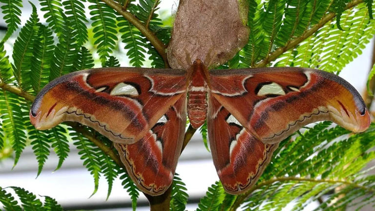 8 most unusual and weirdest moths you’ll ever see on Earth