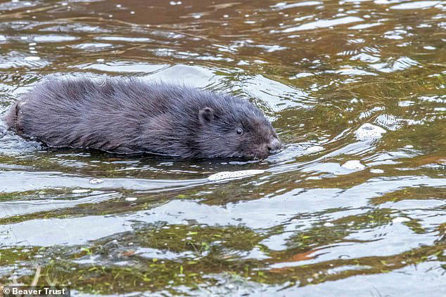 Beavers are released into the Scottish Highlands - marking a moment of ...