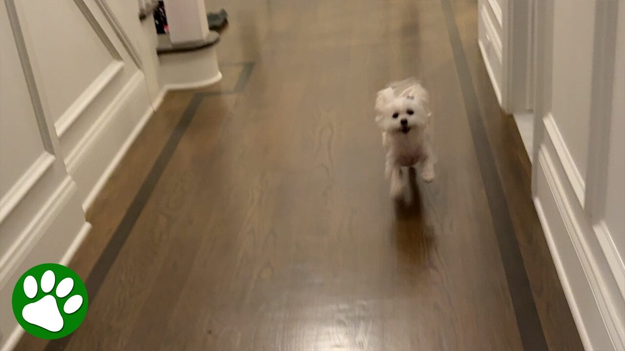 Dog has the most adorable reaction every time this song is played