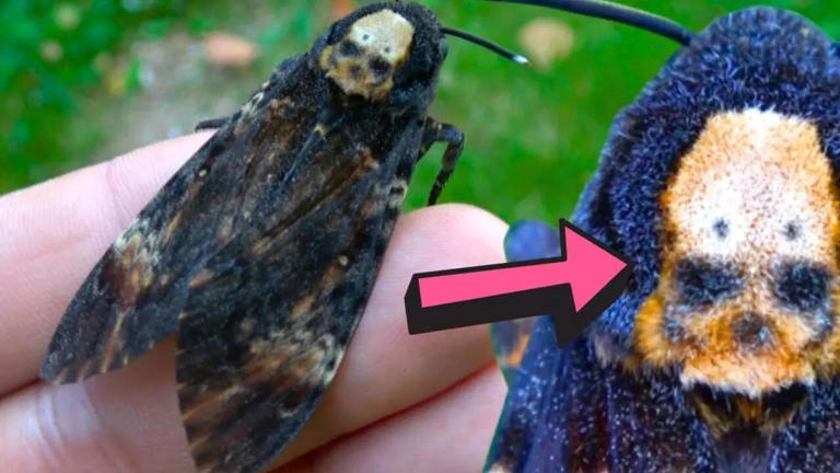 8 most unusual and weirdest moths you’ll ever see on Earth