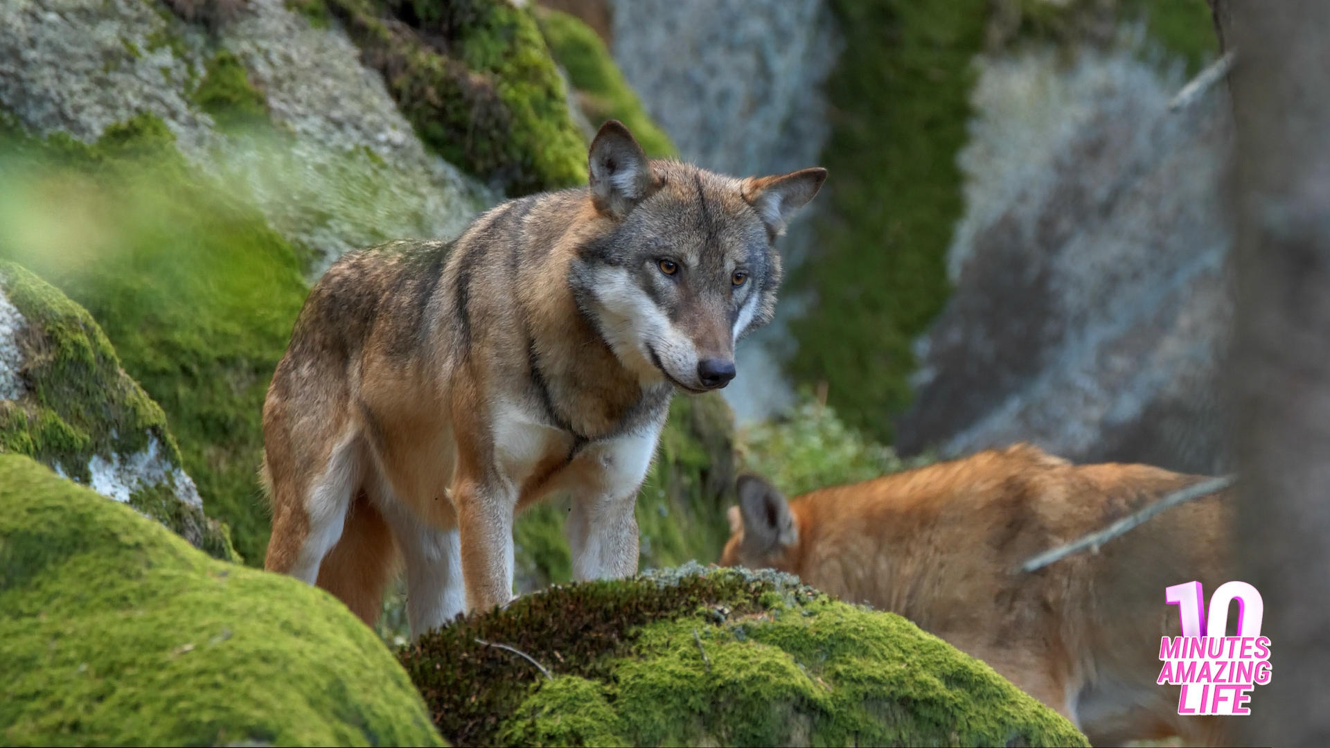 Eurasian Wolf – The Silent Hunter of the Forest