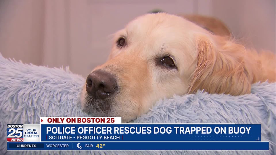 Scituate officer in kayak rescues dog stranded in ocean