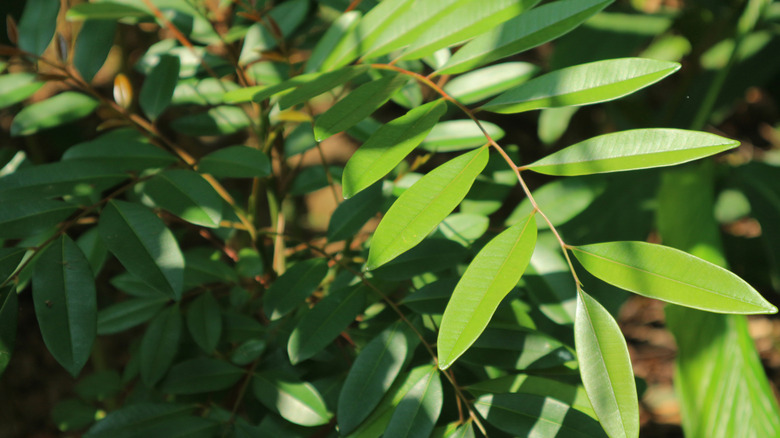 What To Do Before The Paradise Tree In Your Yard Becomes A Hazard