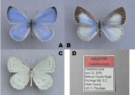 New butterfly species named after Iryna Zaruska, Ukrainian refugee