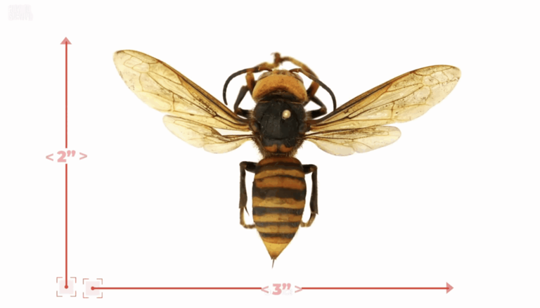 Asia is home to 8 deadly insects, and some are lurking inside homes