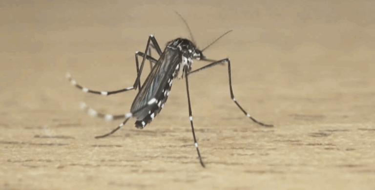 Asia is home to 8 deadly insects, and some are lurking inside homes