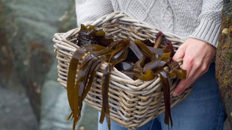 Take a coastal foraging tour for wild seaweed and shellfish adventures