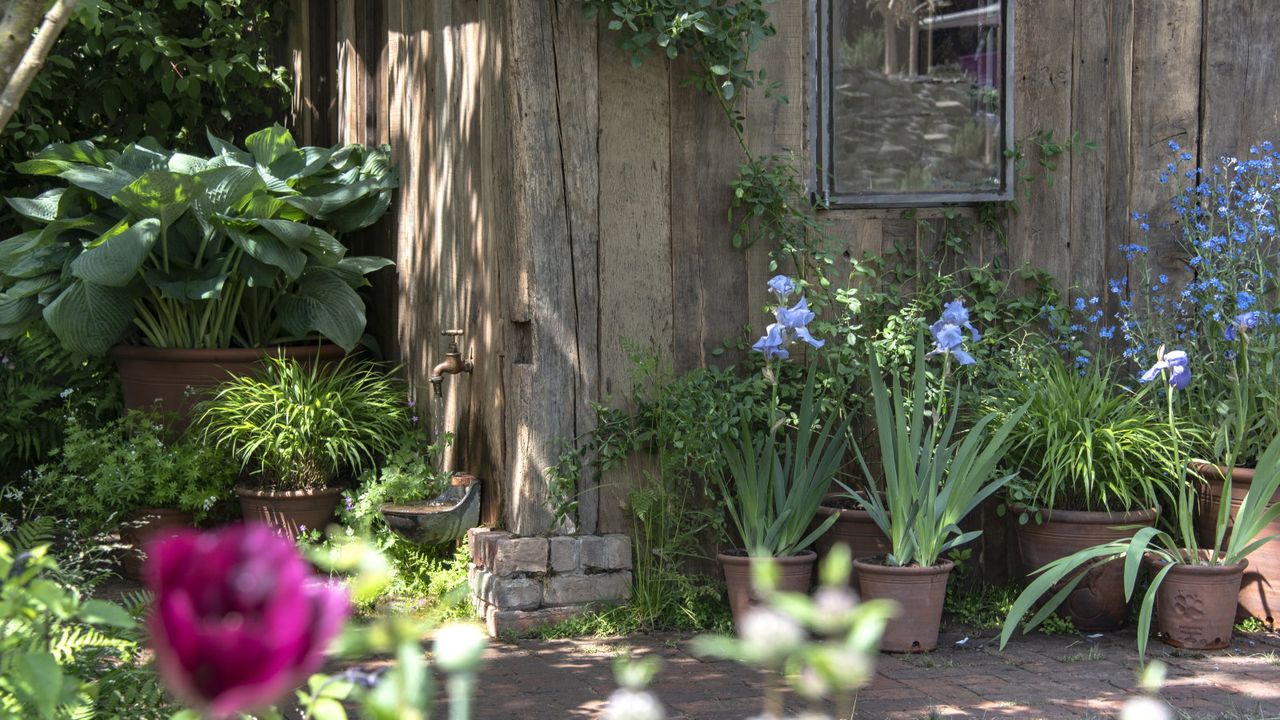 Agapanthus, hostas, and other blue flowering plants in containers at the Chelsea Flower Show