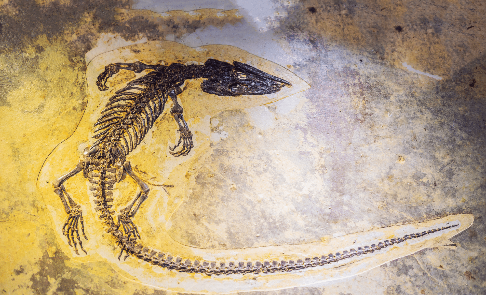 80-Million-Year-Old Predator Found In Egypt Rewrites Ancient Evolution ...
