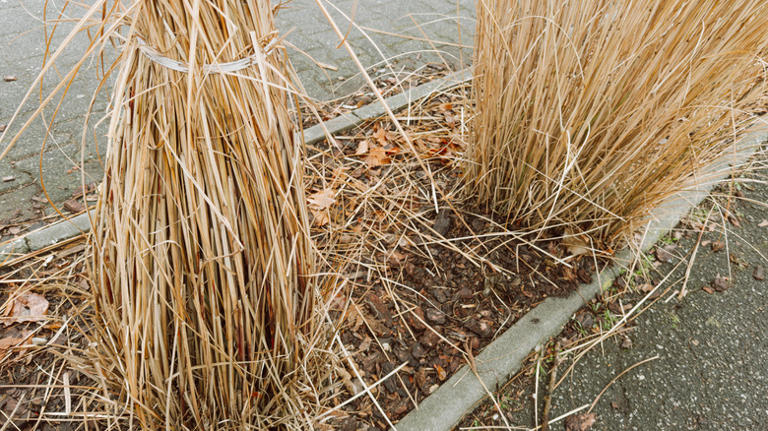 How A Simple Line Of String Can Help You Cut Back Ornamental Grasses