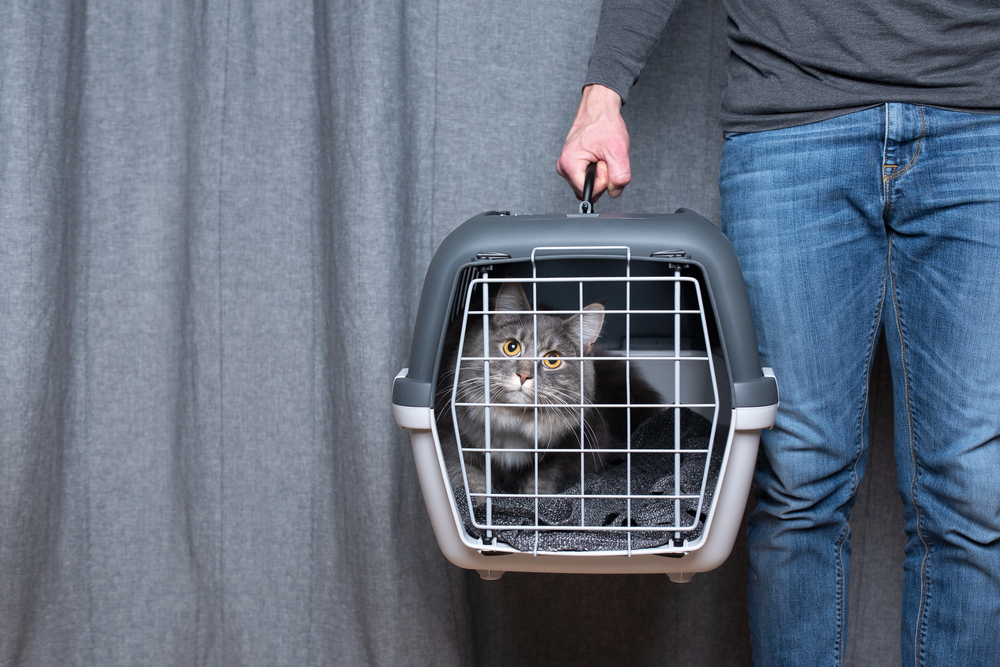 Steps for Bringing a Rescue Pet Home