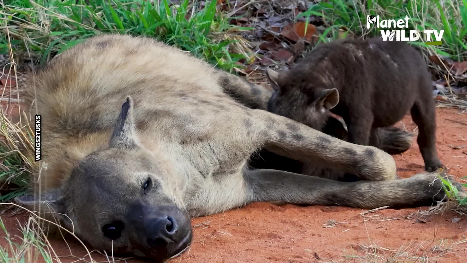 Motherly love in animals comes in all shapes and sizes
