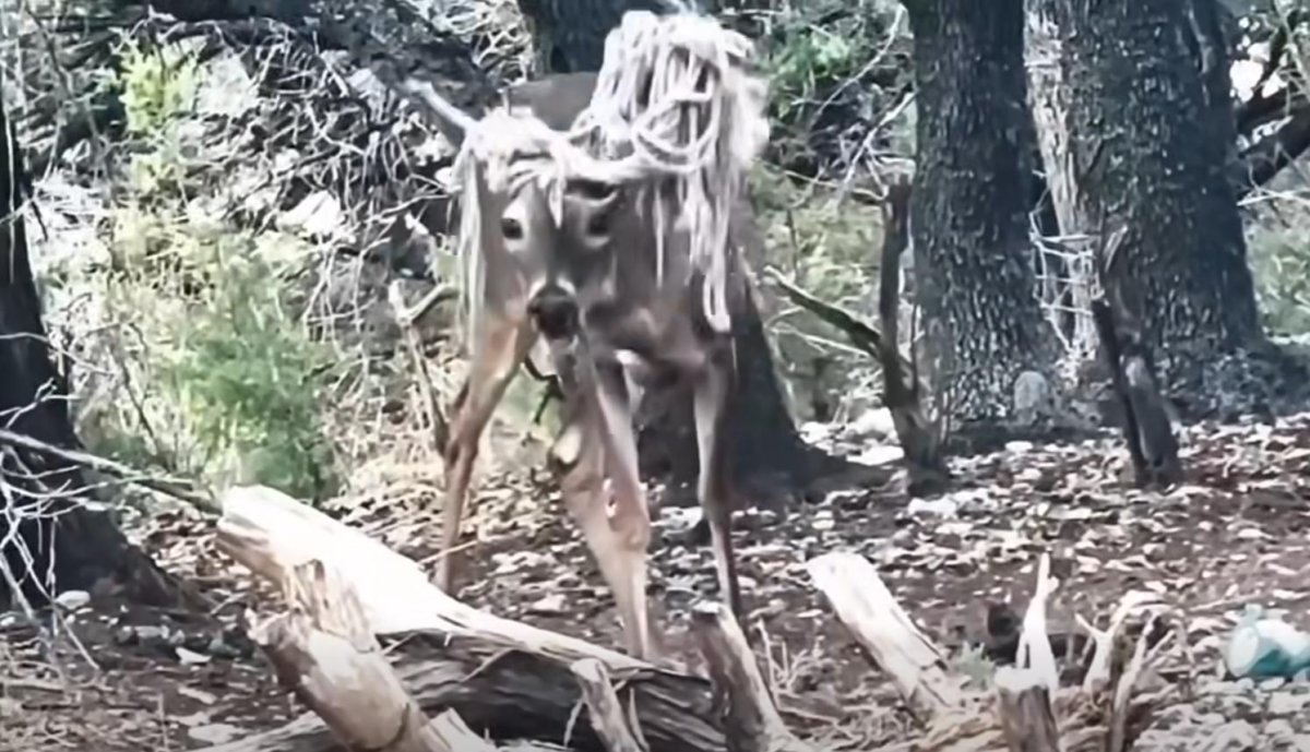 Watch: 'Emo-chic' deer with hammock wrapped in antlers spotted in Texas