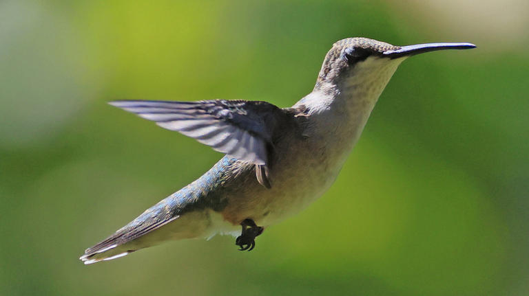 The Red Blooming Flower That'll Fill Your Garden With Hummingbirds