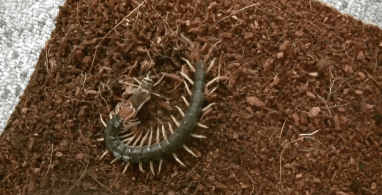 Asia is home to 8 deadly insects, and some are lurking inside homes