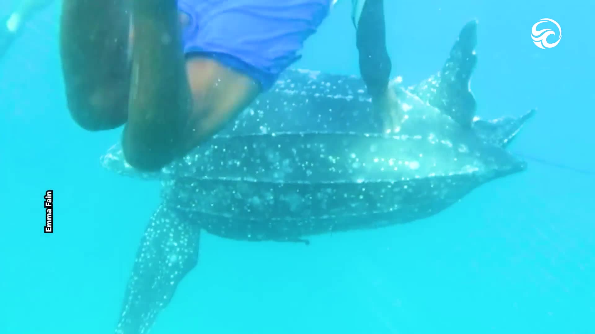Trapped turtle rescued from fishing nets