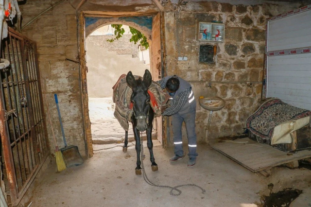 Mardin'de Eşekler Emekli Oluyor, Yerine Elektrikli Araçlar Geçiyor