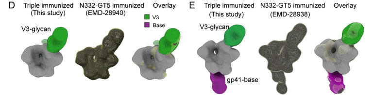 Combined HIV vaccines can act in concert to achieve diverse antibody ...