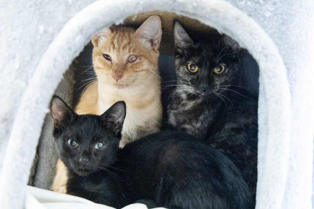 Dozens of cats rescued from studio apartment
