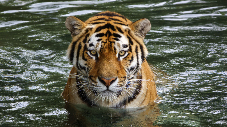 These Tough Animal Species Have No Natural Predators