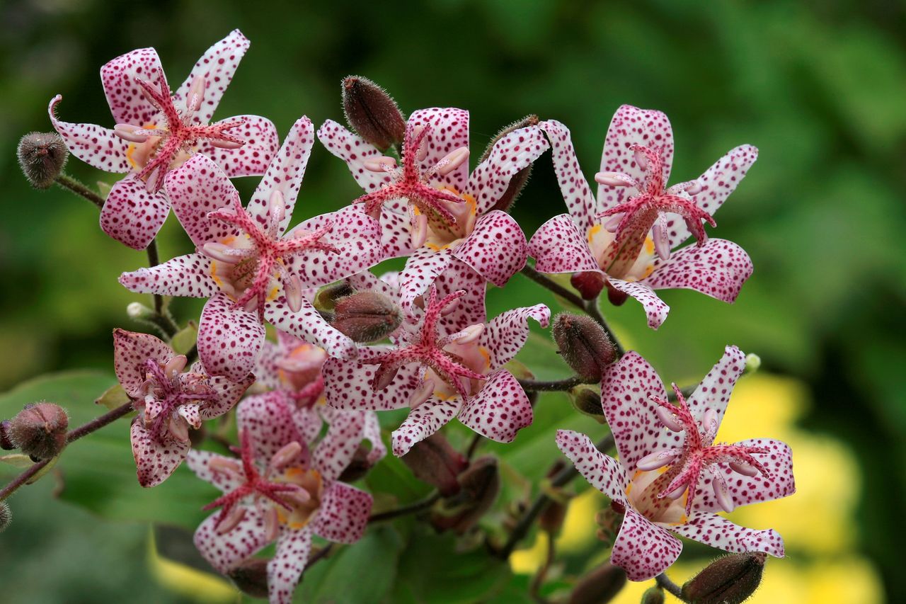 Toad Lily Flower