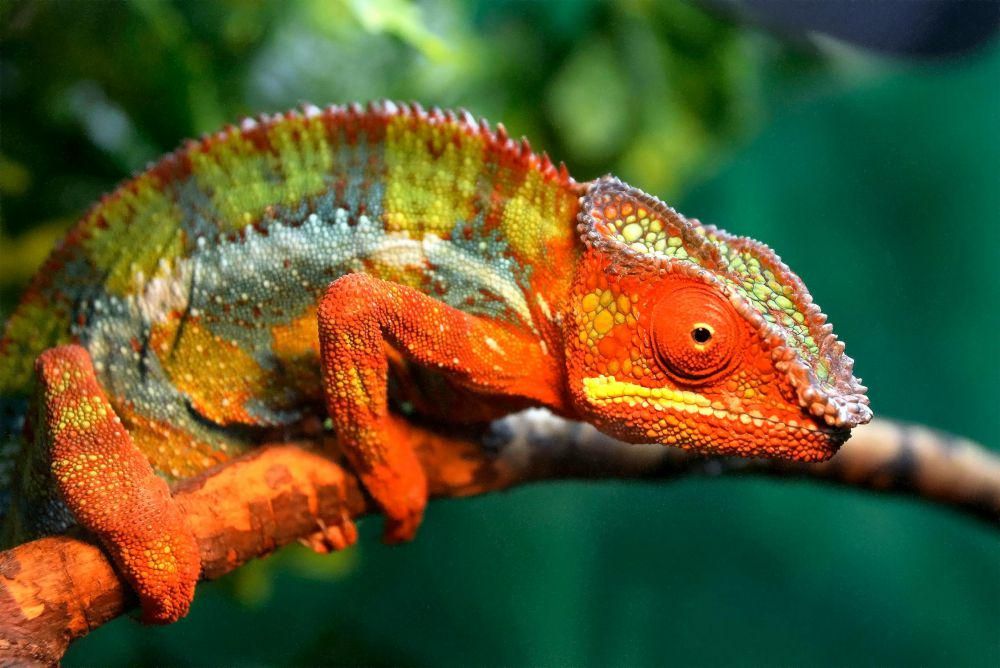 AA1PiNkm 4 Fakta Ilmiah Mengagumkan tentang Lidah Bunglon