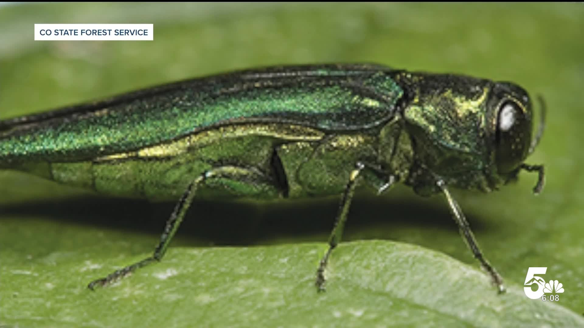 Invasive insect spreading across Front Range; how Colorado Springs is ...