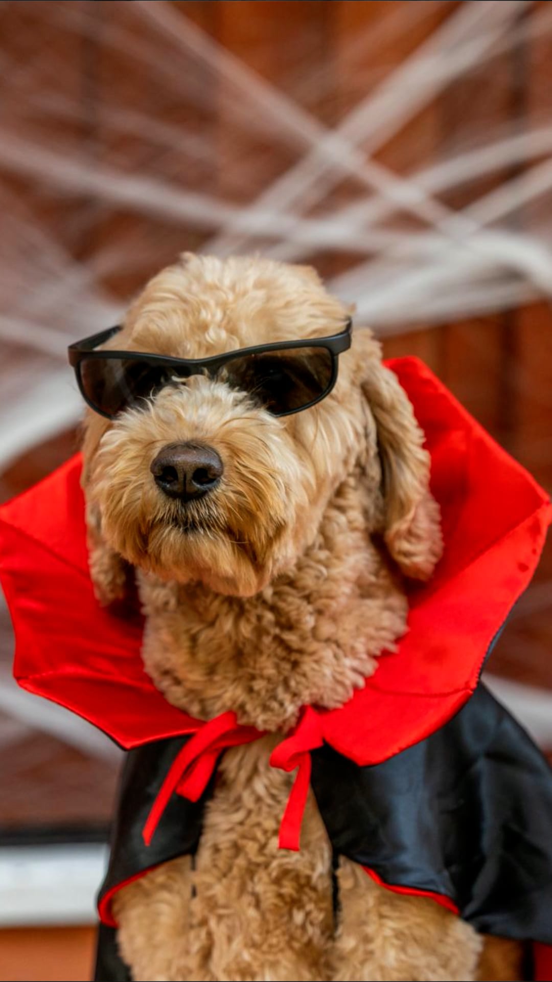 avant-de-d-guiser-votre-chien-pour-halloween-suivez-ces-conseils