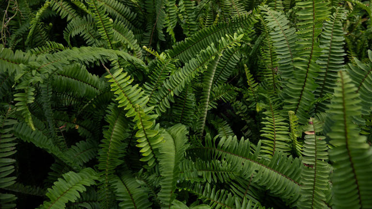 20 Common Plants That Should Only Ever Be Grown In Pots Or Containers
