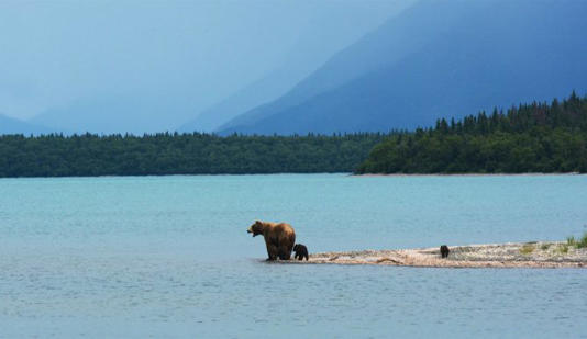 A mother bear teaches her cubs to swim on the edge of Naknek Lake, in Alaska’s Katmai National Park. Photo: Unsplash
