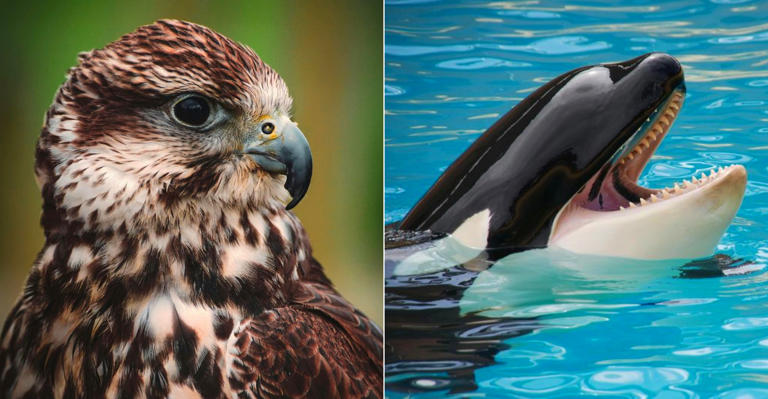 The Fastest Animals By Category