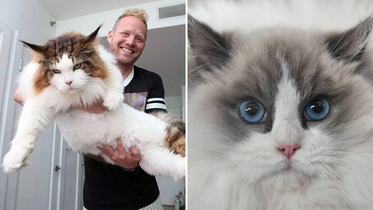 Large domestic cat breeds that make the perfect pets