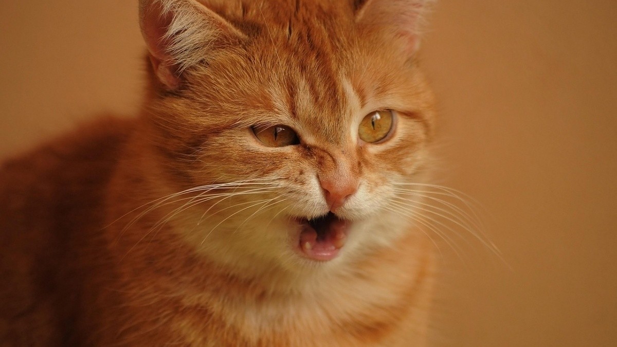 6 superpowers your cat has that you didn't know about